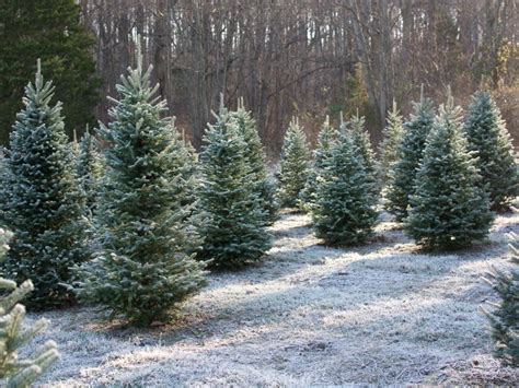 Some Massachusetts fresh-cut Christmas tree farms already selling out of trees this year